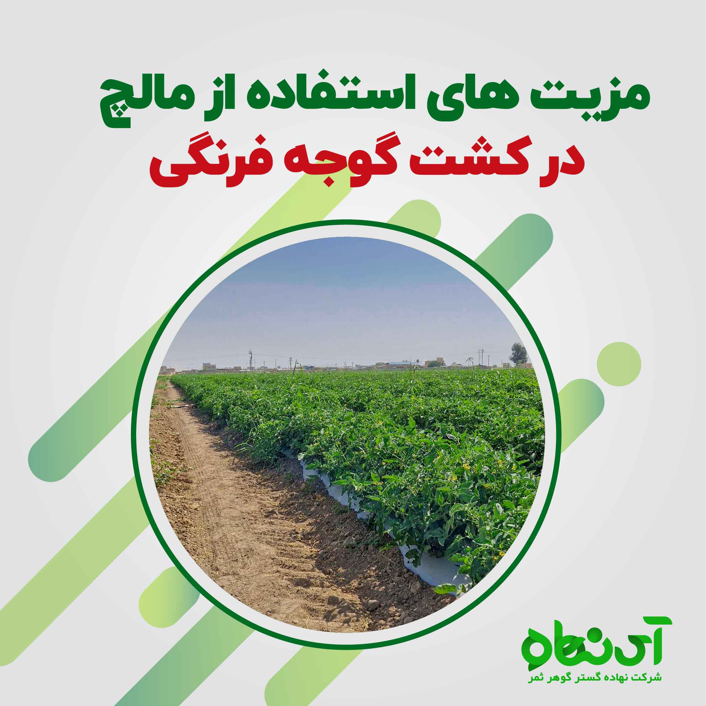 مزیت های استفاده از مالچ در کشت گوجه فرنگی